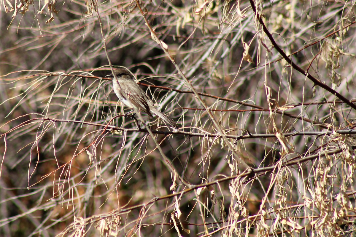 Eastern Phoebe - ML390767711