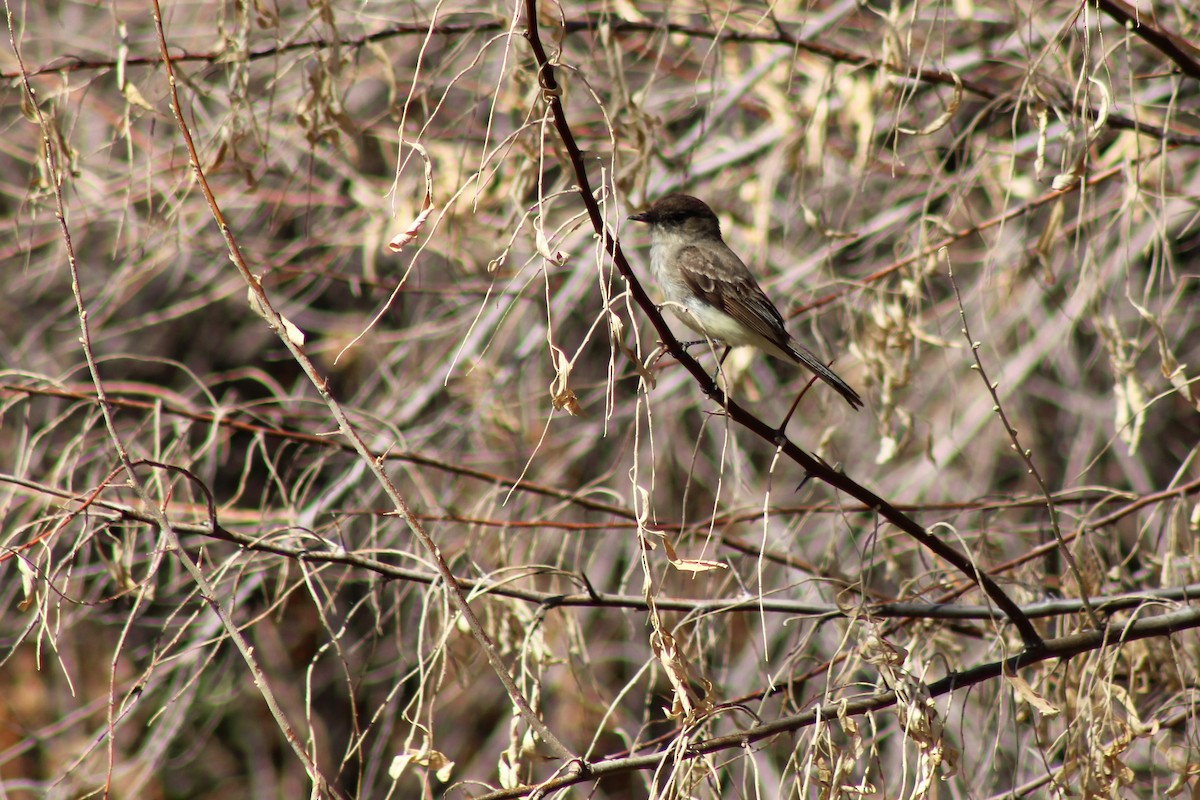 Eastern Phoebe - ML390767721