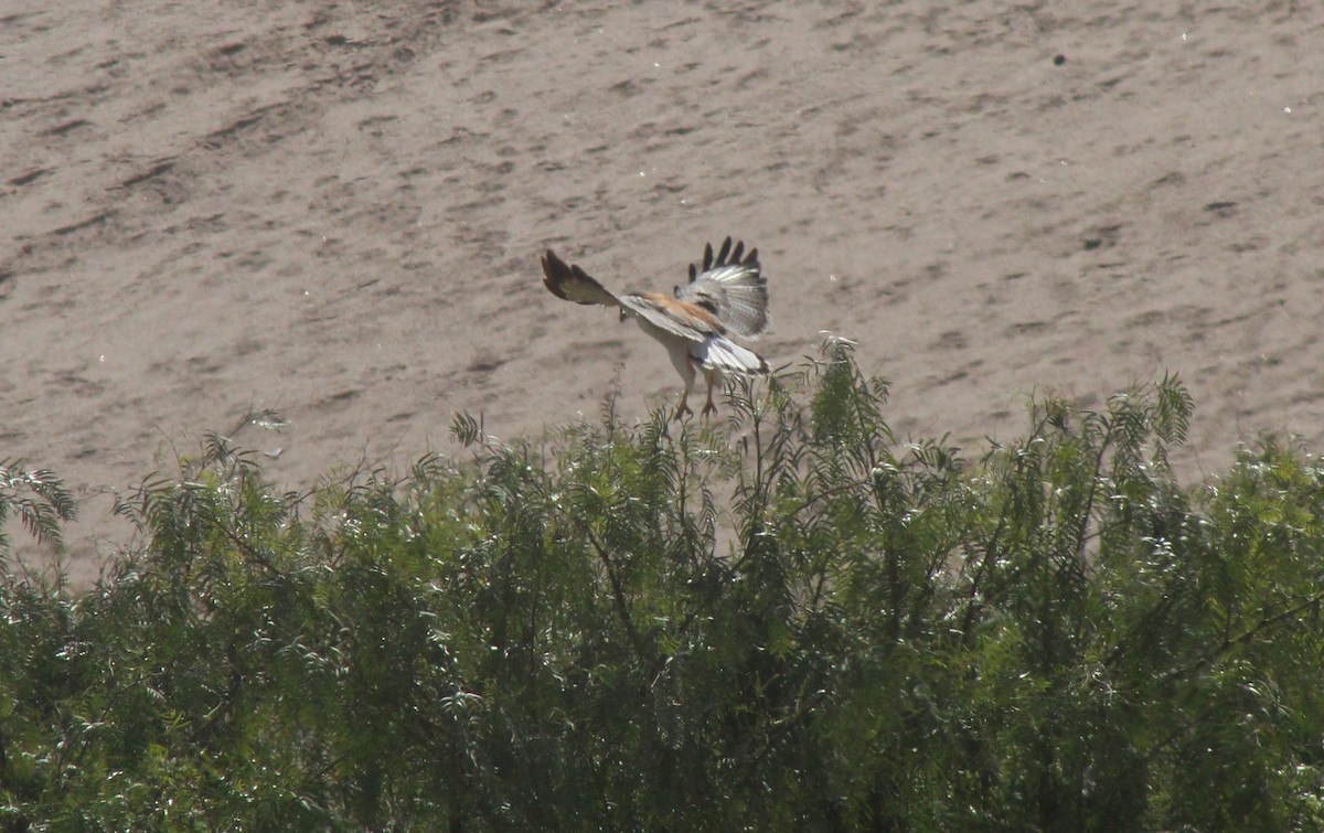 Variable Hawk (Variable) - Reynaldo Valdivia Reyes