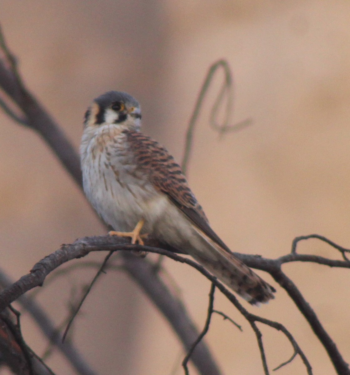 American Kestrel - ML390769541