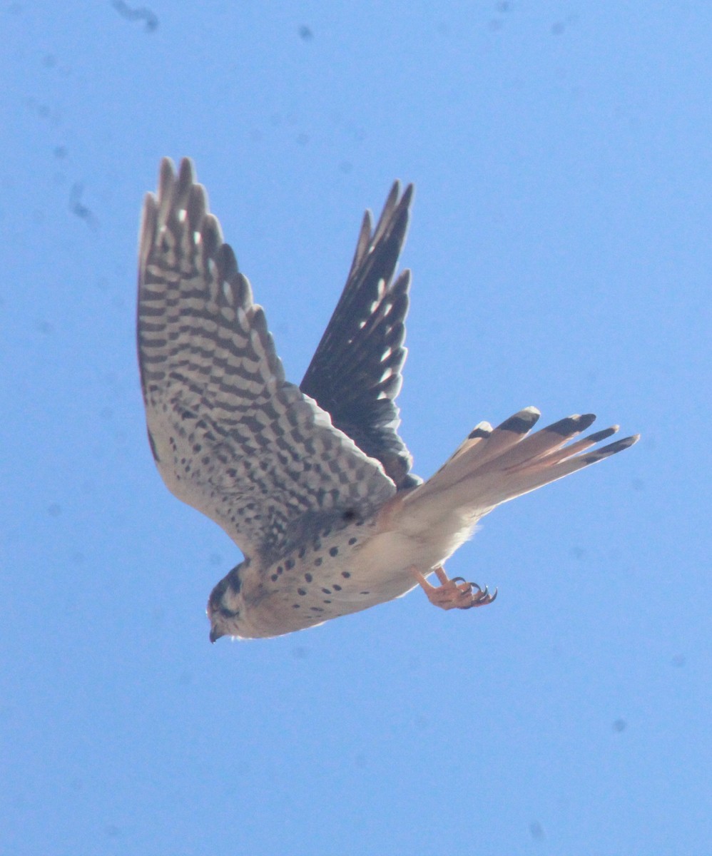 American Kestrel - ML390769571