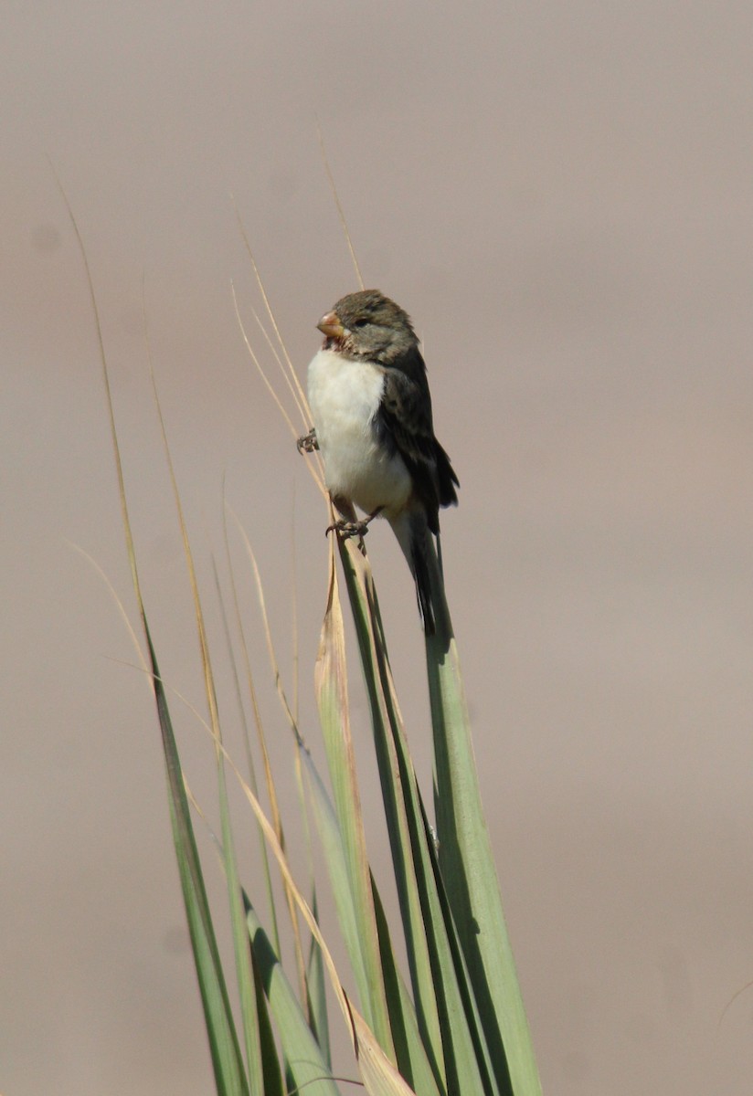 Chestnut-throated Seedeater - Reynaldo Valdivia Reyes