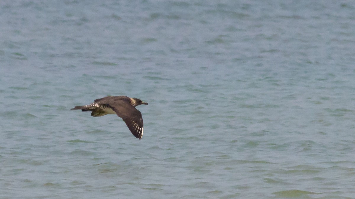 Pomarine Jaeger - Rodney Baker