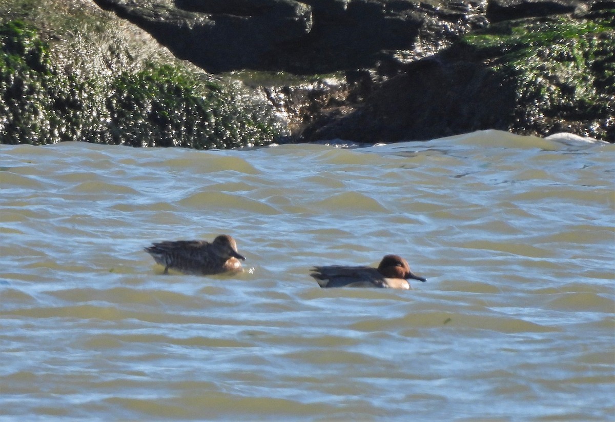 Green-winged Teal - ML390770511