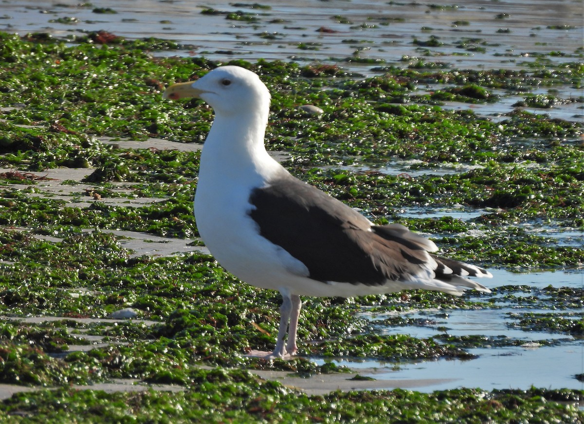 Great Black-backed Gull - ML390770961