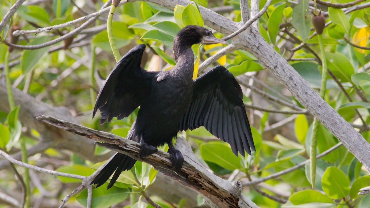 Cormoran de Vieillot - ML390771121