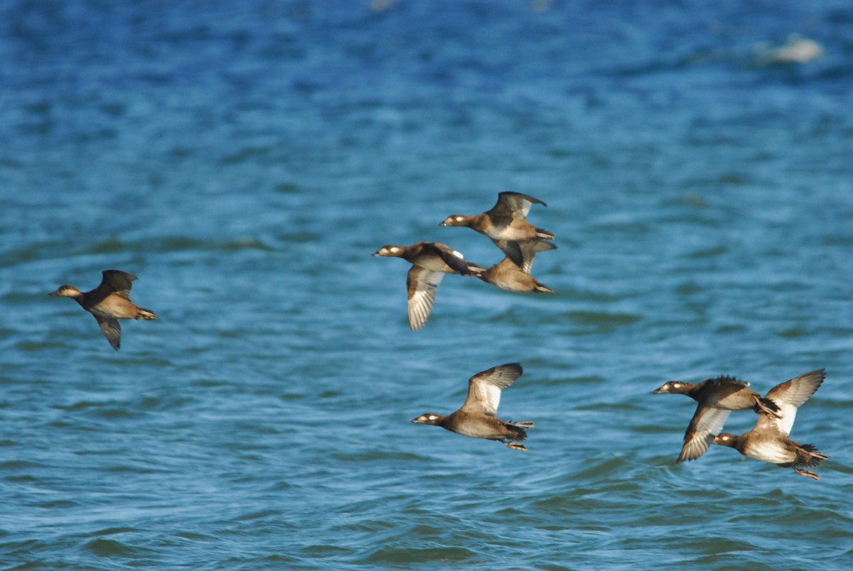 Black Scoter - Eric Ripma