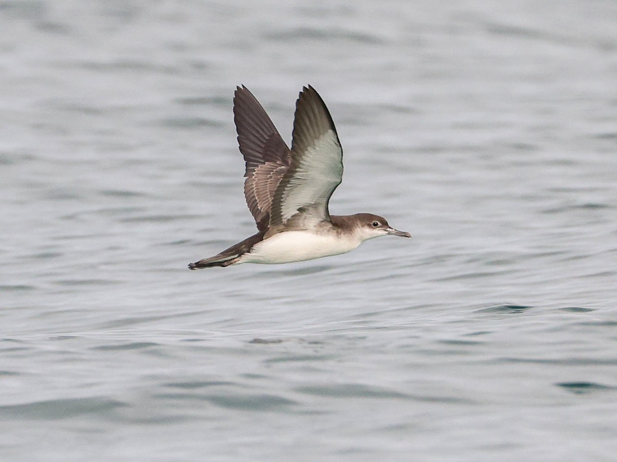 Fluttering Shearwater - Puffinus gavia - Birds of the World