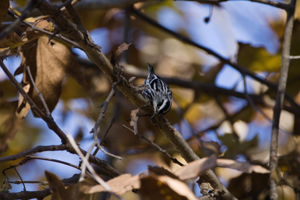Black-and-white Warbler - ML390774261
