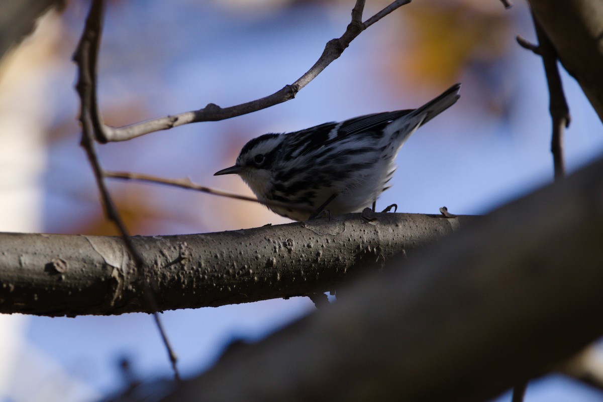 Black-and-white Warbler - ML390774281