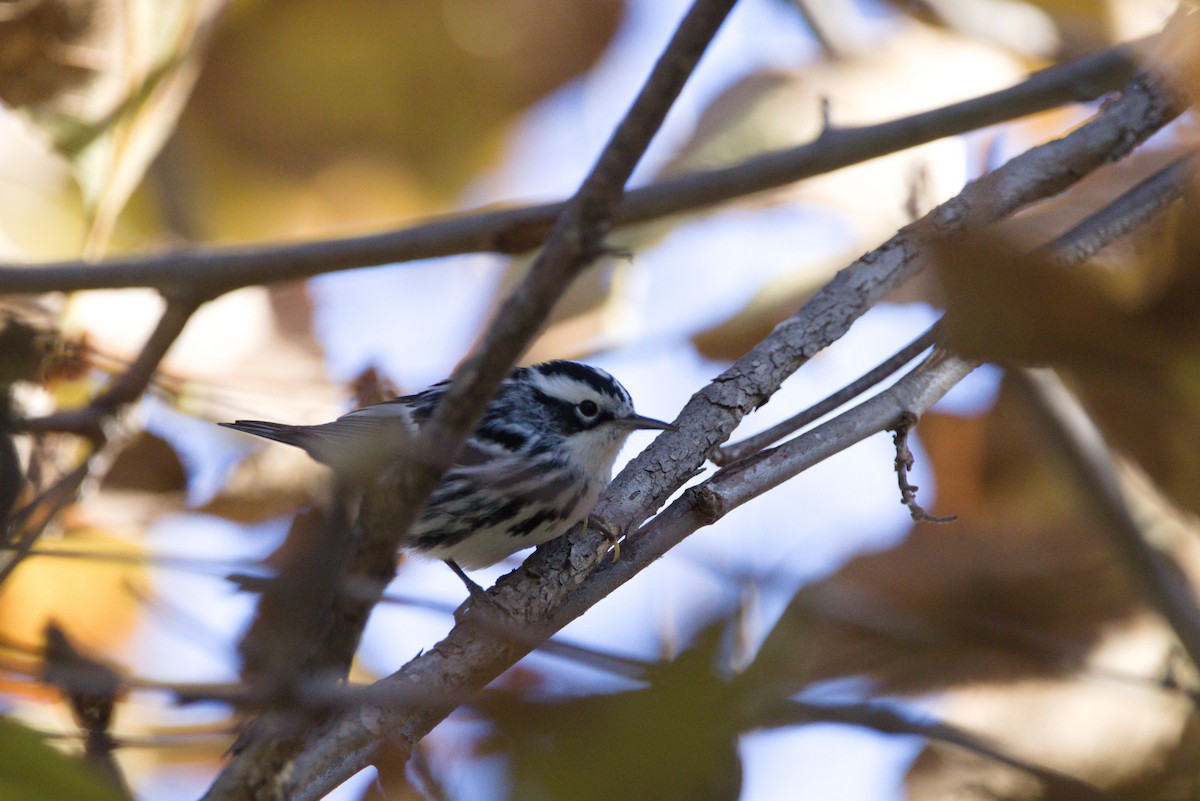 Black-and-white Warbler - ML390774301