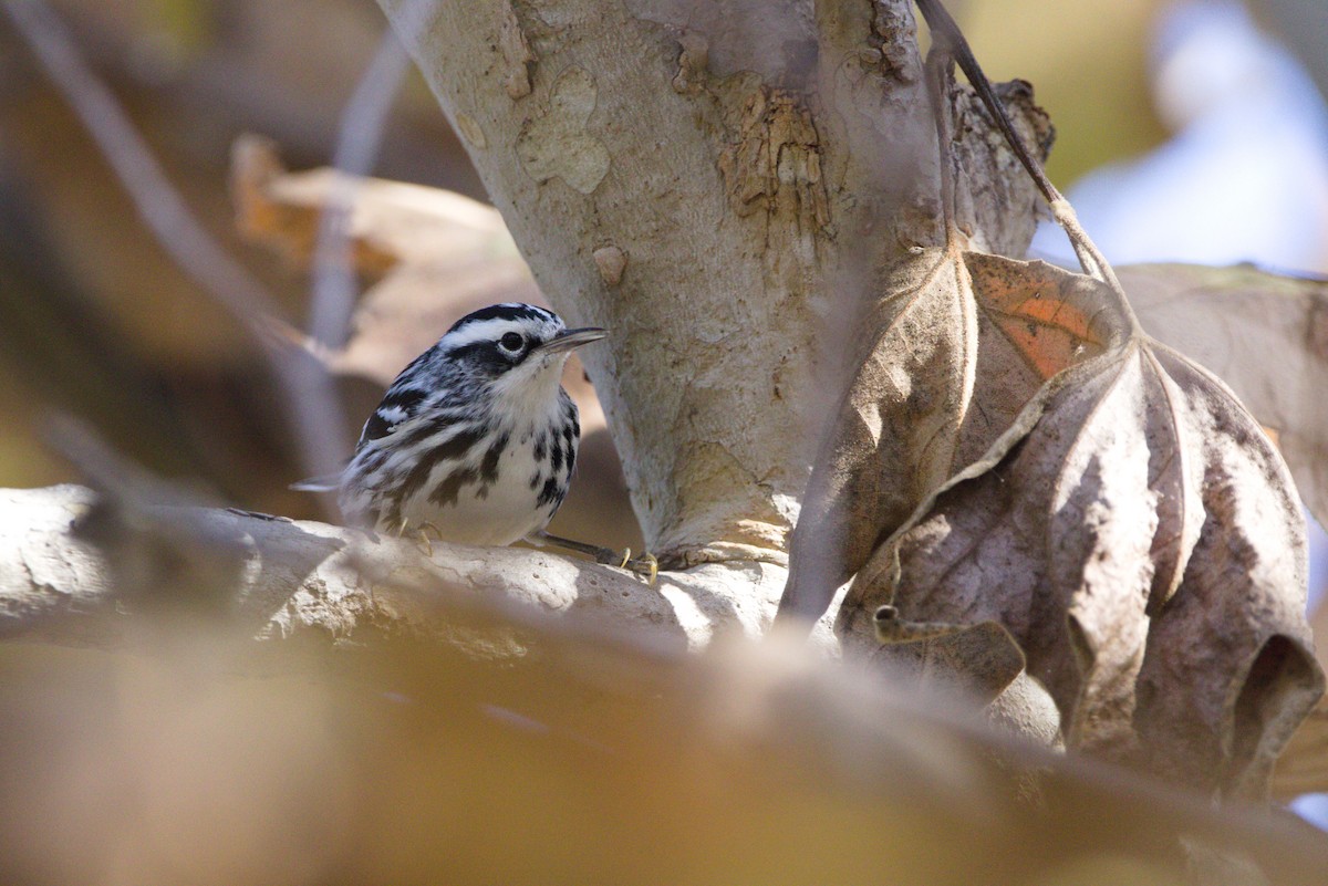 Black-and-white Warbler - ML390774311