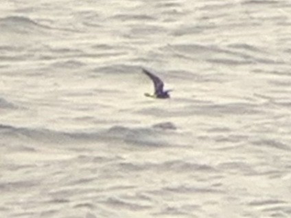 Townsend's Storm-Petrel - Ben Sanders