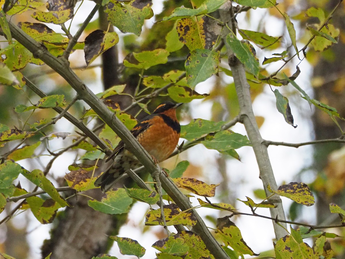 Varied Thrush - ML390775921