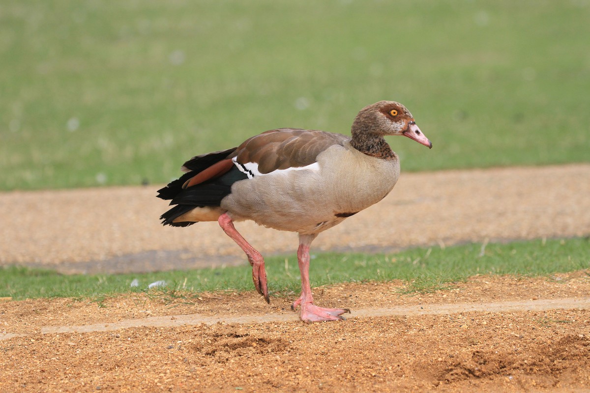 Egyptian Goose - David Raju