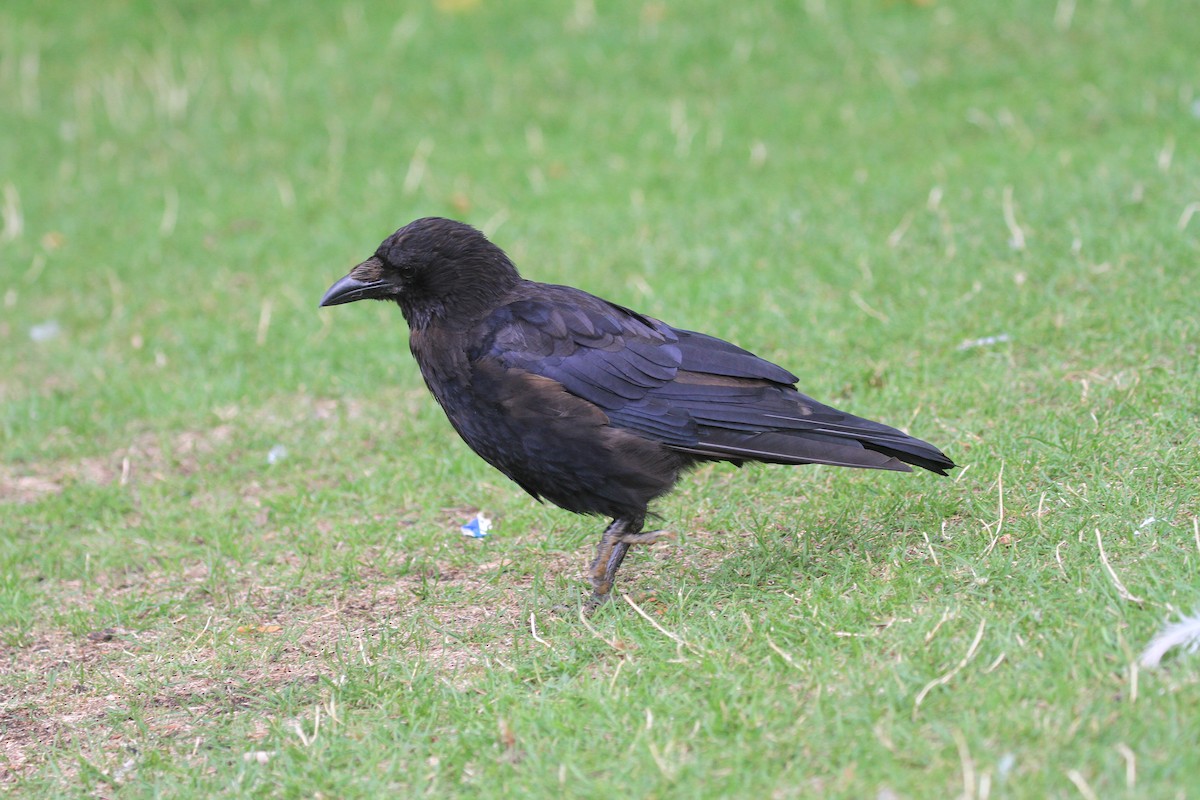 Carrion Crow - David Raju