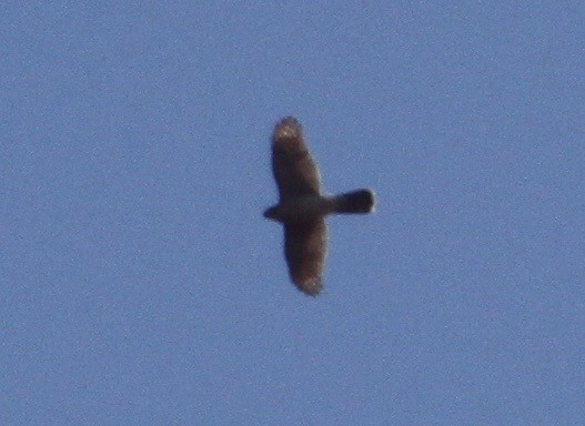 American Goshawk - ML39077931