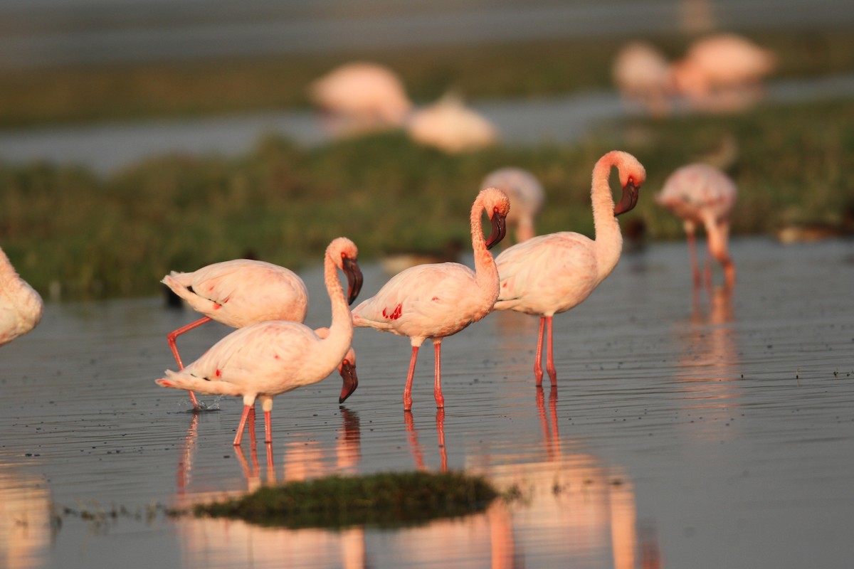 Lesser Flamingo - David Raju