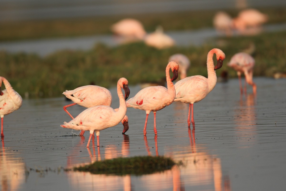 Lesser Flamingo - David Raju