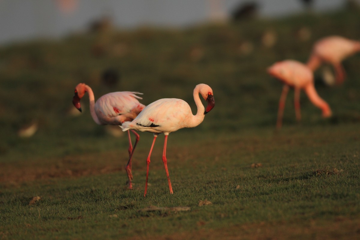 Lesser Flamingo - David Raju