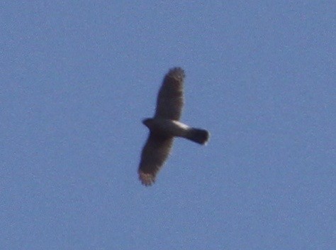 American Goshawk - Ben Barkley