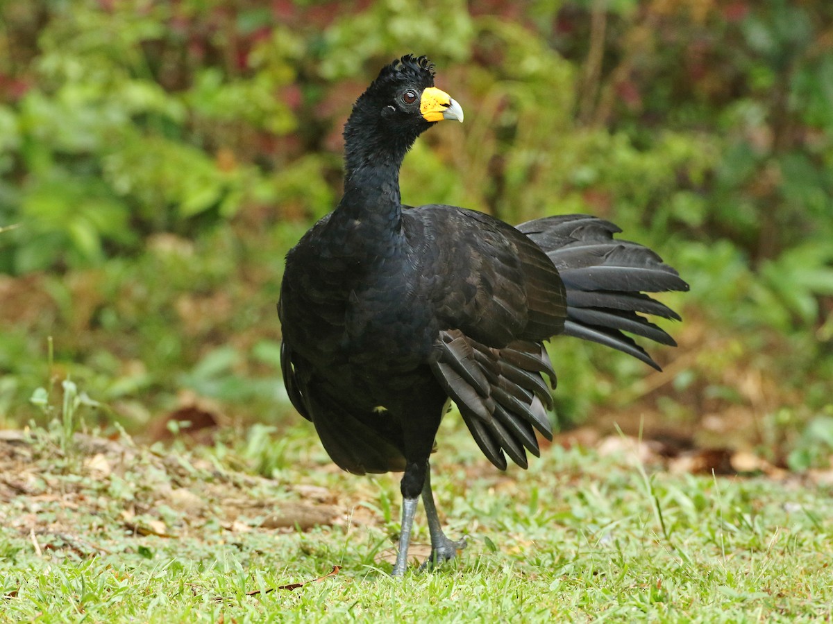 Black Curassow - Crax alector - Birds of the World