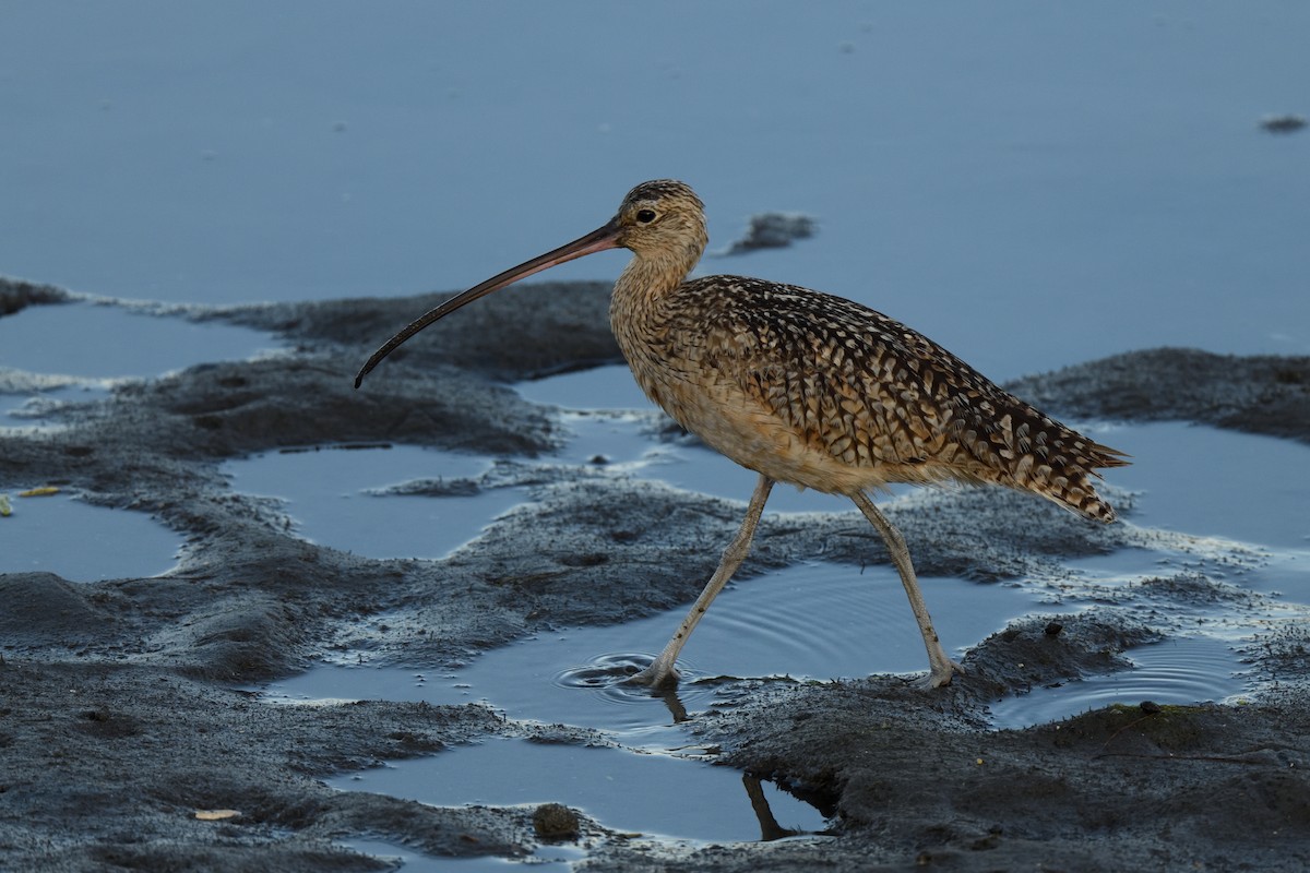 Long-billed Curlew - ML390781181