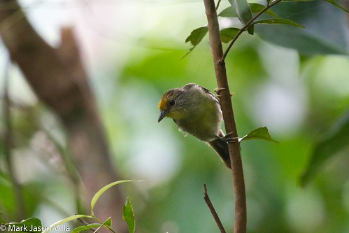 Goldkappen-Brillenvogel - ML390781271