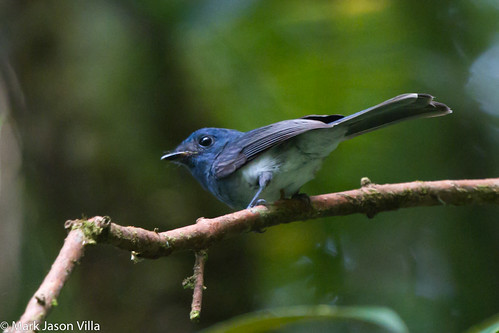 Short-crested Monarch - ML390781541