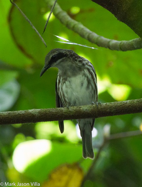 Long-billed Rhabdornis - ML390781671