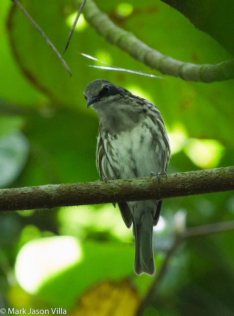 Long-billed Rhabdornis - ML390781691