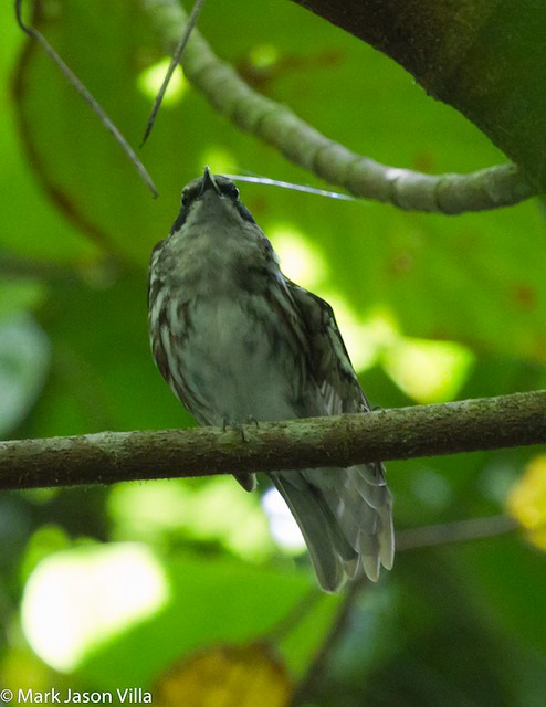 Long-billed Rhabdornis - ML390781701