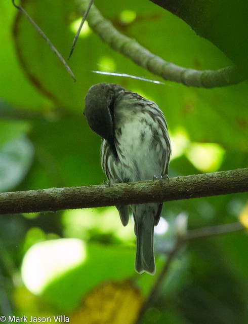 Long-billed Rhabdornis - ML390781711