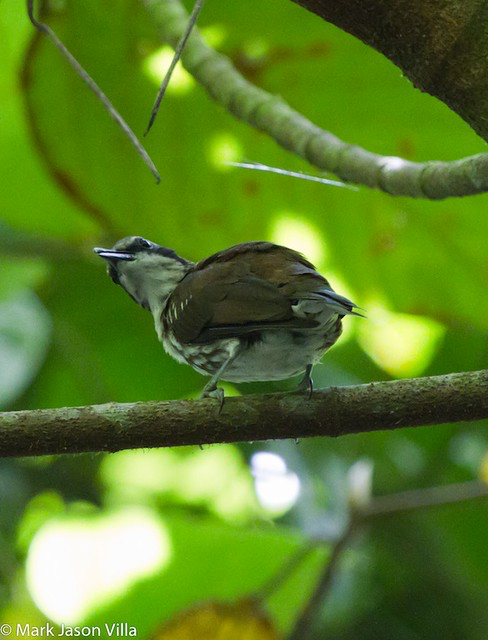 Long-billed Rhabdornis - ML390781781