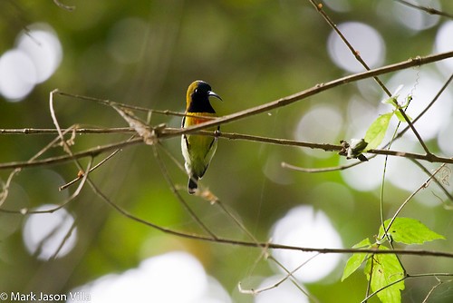 Flaming Sunbird - ML390781901