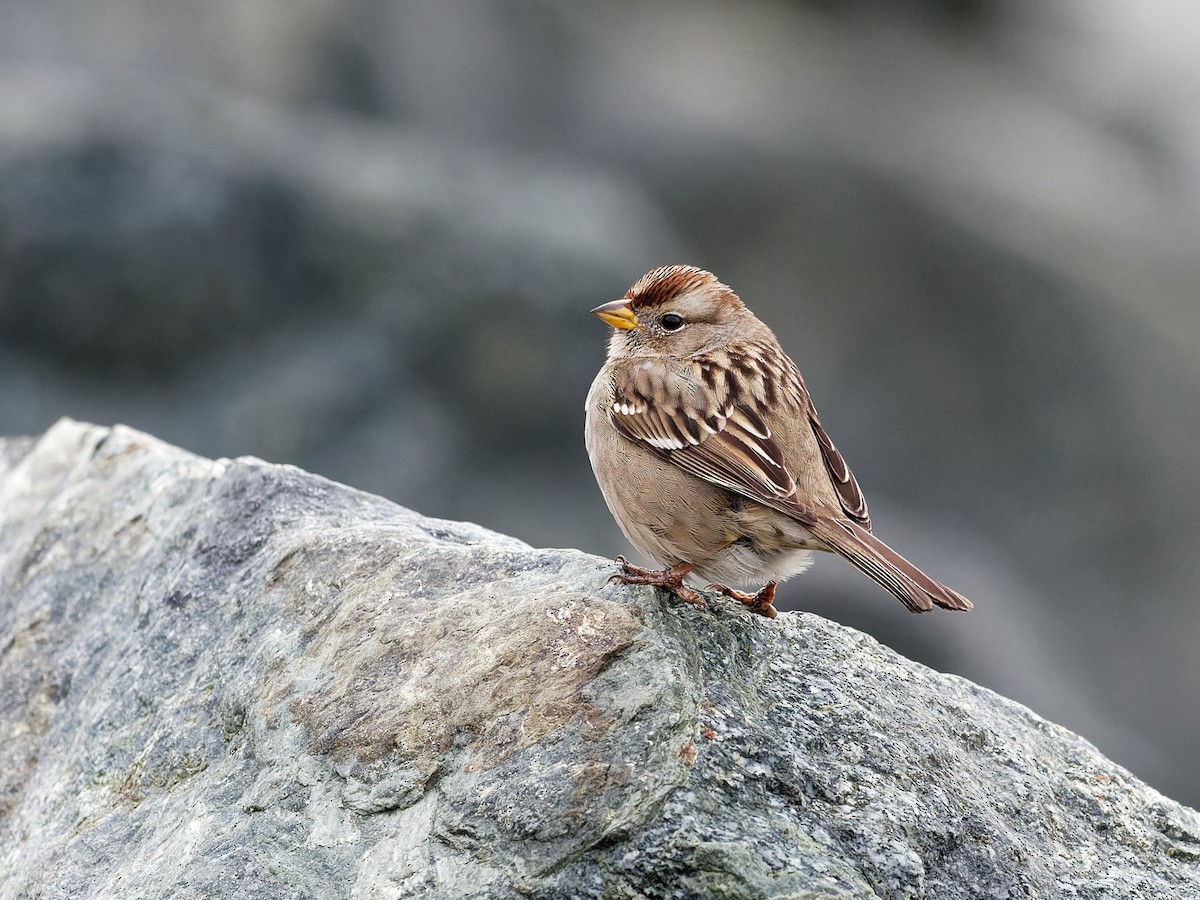 White-crowned Sparrow - ML390782621