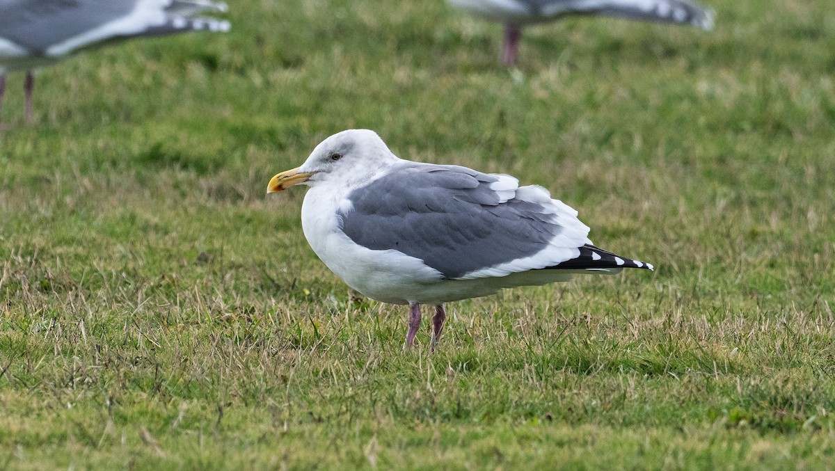 Gaviota Occidental - ML390782871