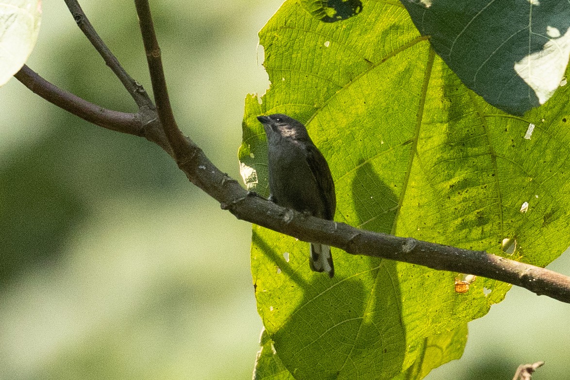 Dwarf Honeyguide - Eric VanderWerf