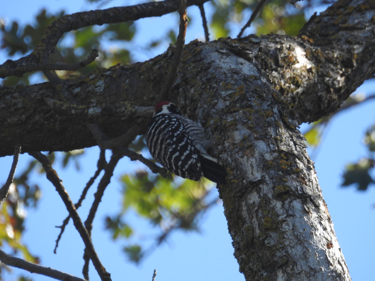 Nuttall's Woodpecker - ML390784231