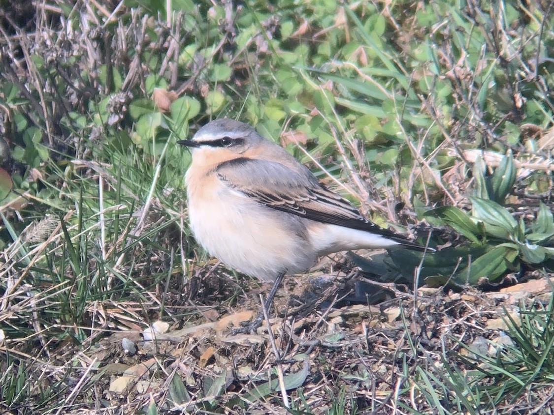 Northern Wheatear - ML390785811