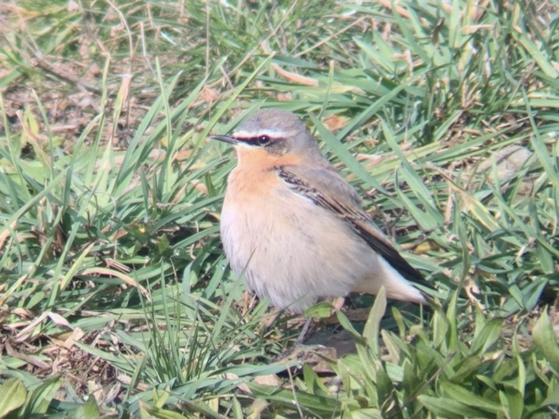 Northern Wheatear - Ben Sanders