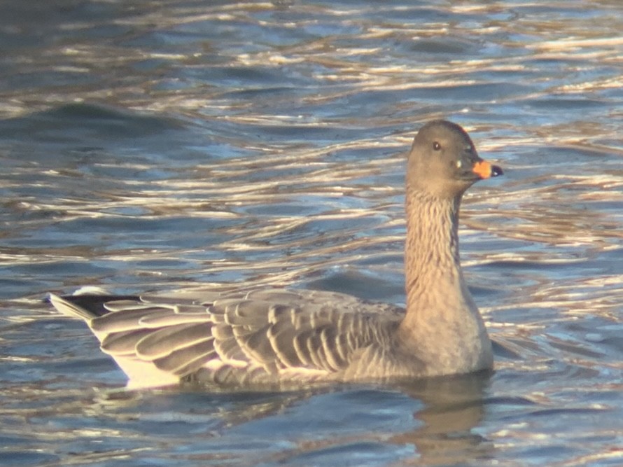 Tundra Bean-Goose - ML390786391