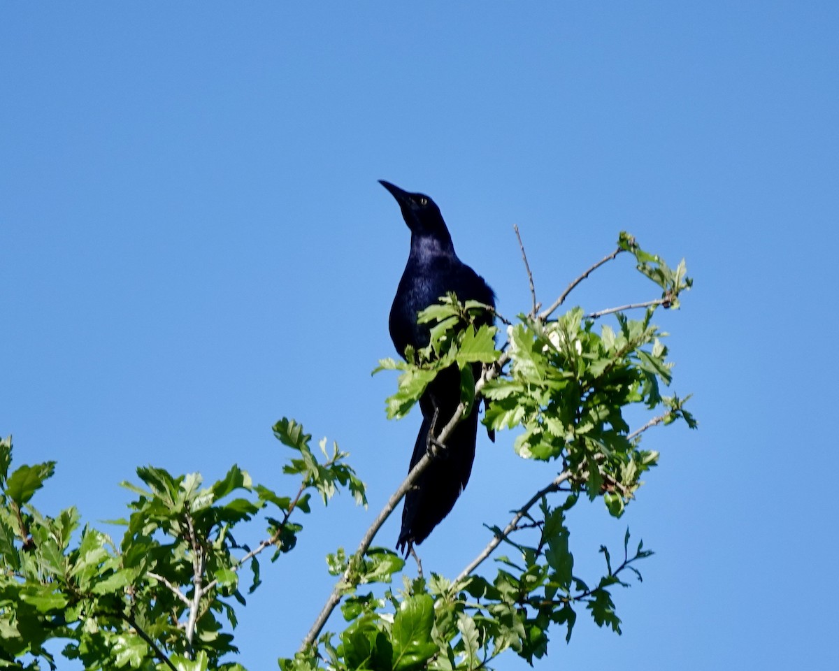 Great-tailed Grackle - ML390788401