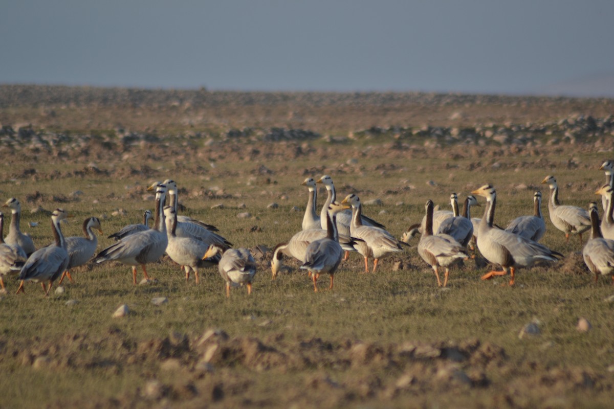 Bar-headed Goose - ML390789041