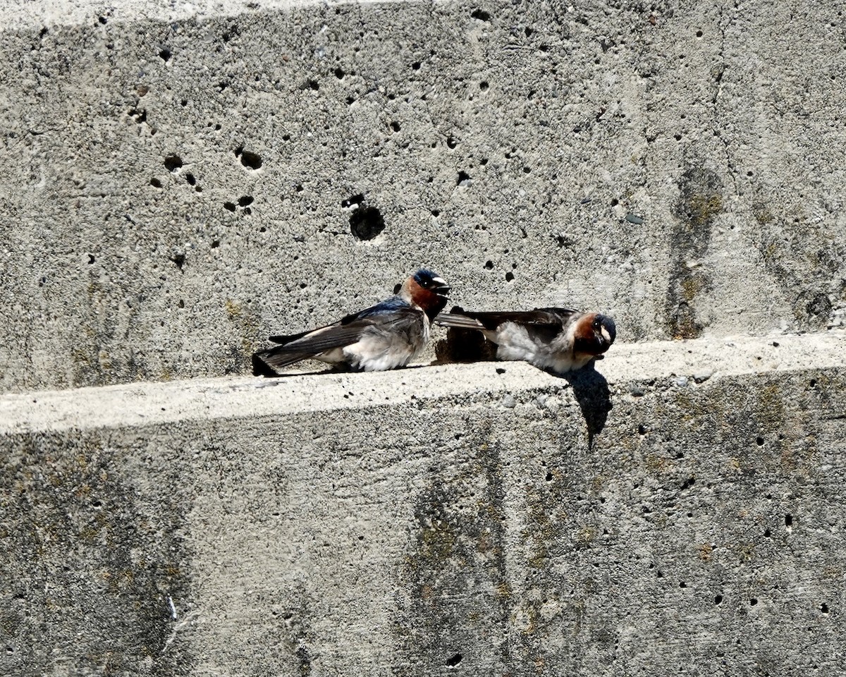 Cliff Swallow - Dave Bengston