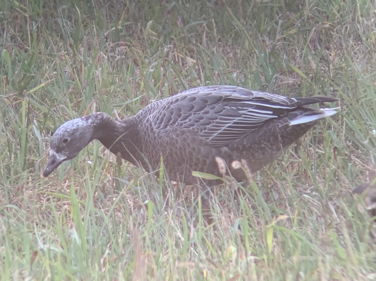 Emperor Goose - ML390790591