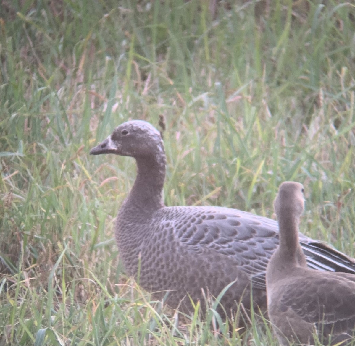 Emperor Goose - ML390790611