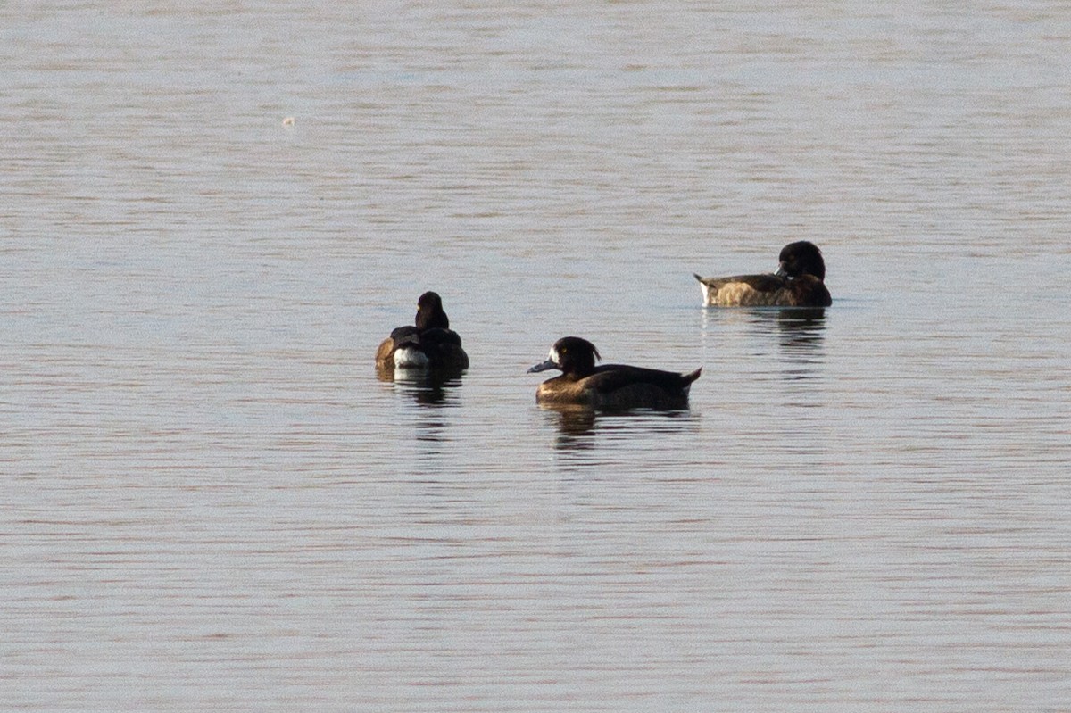 鳳頭潛鴨 - ML390791271