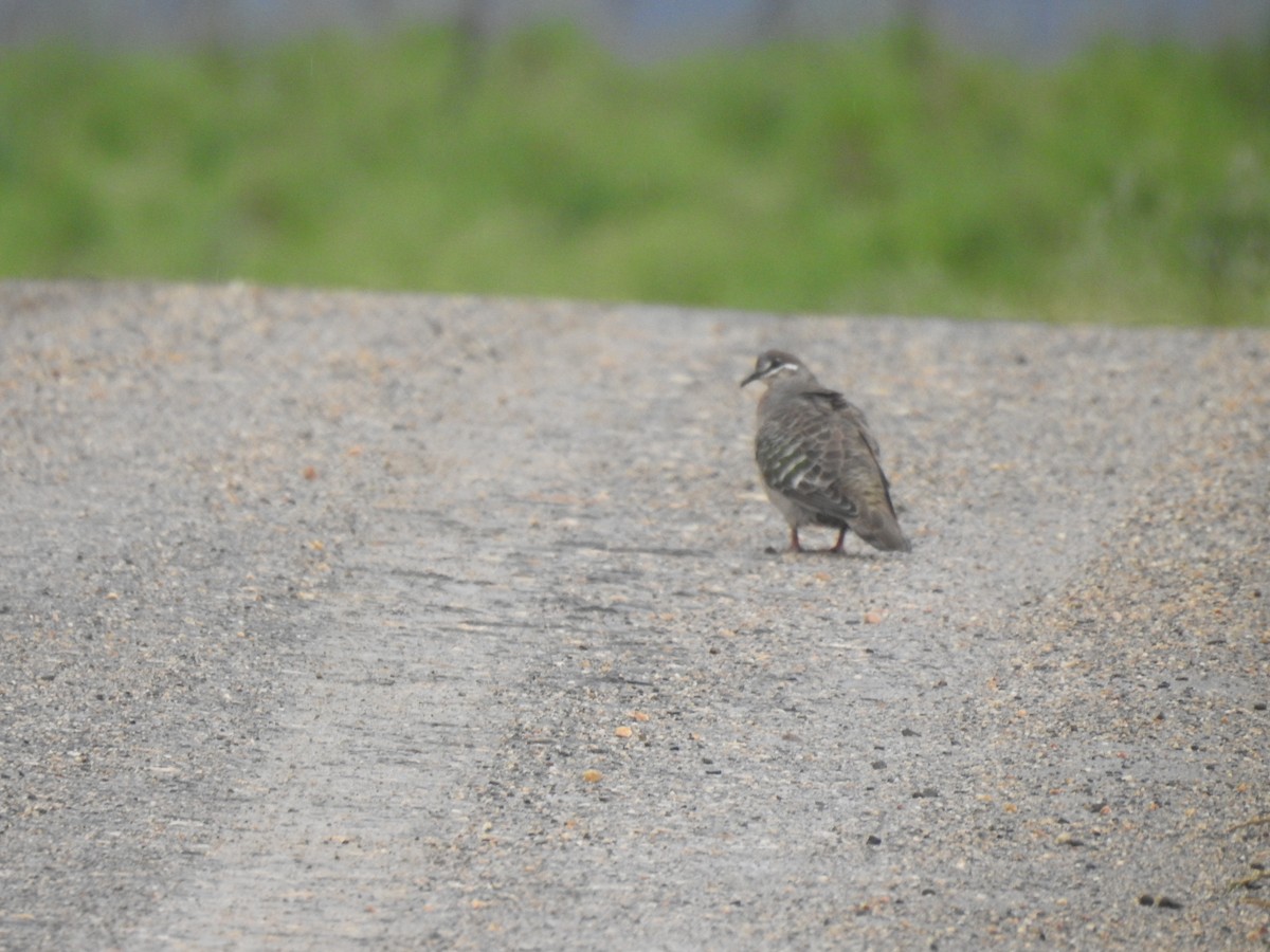 Common Bronzewing - ML390791741