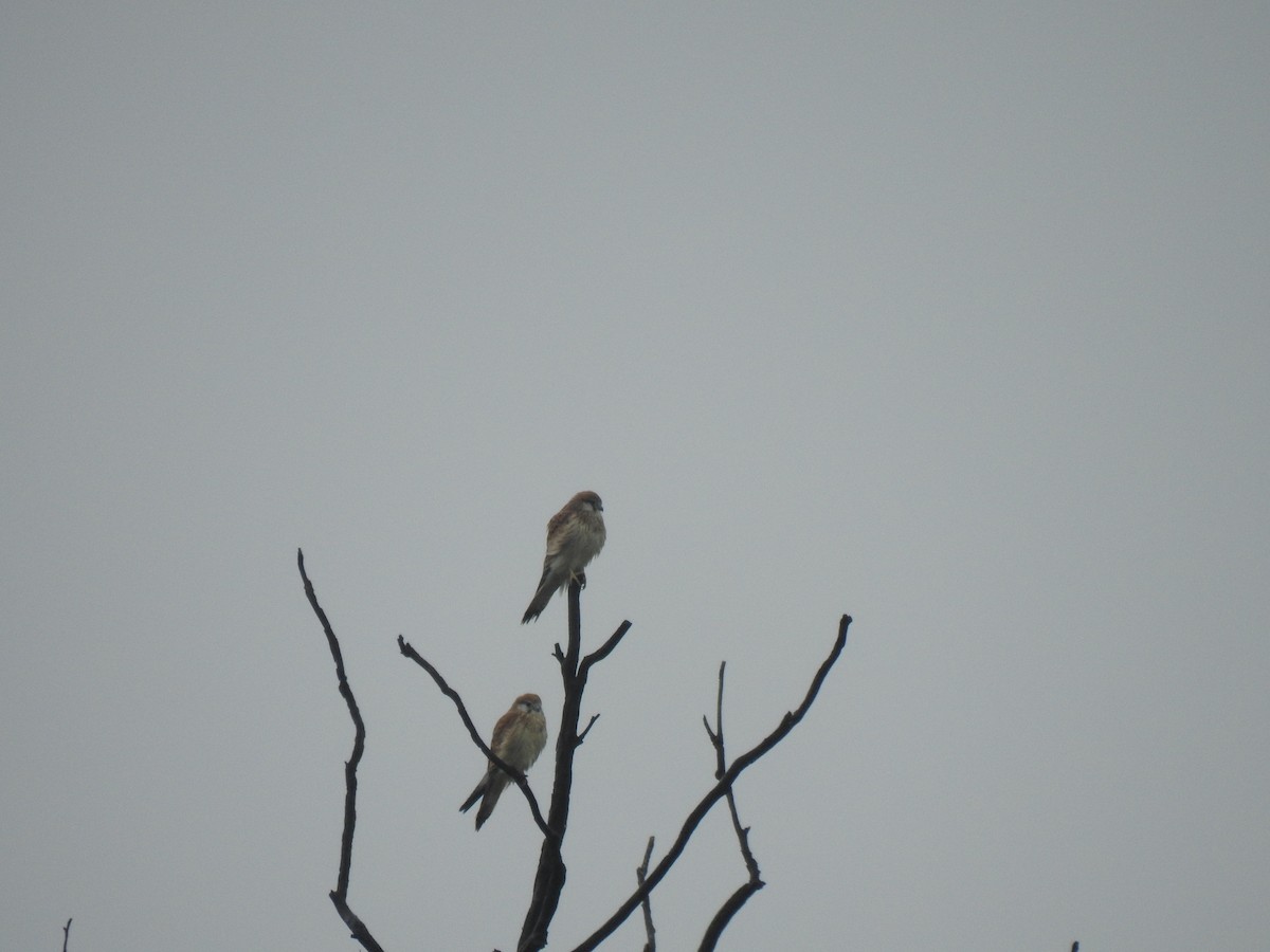 Nankeen Kestrel - ML390791781